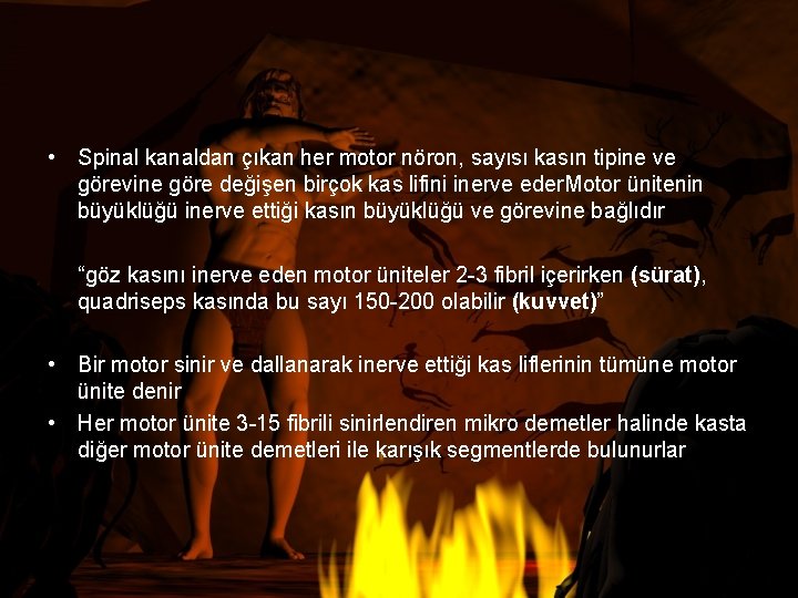  • Spinal kanaldan çıkan her motor nöron, sayısı kasın tipine ve görevine göre