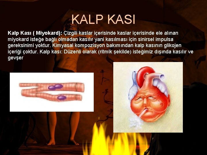 KALP KASI Kalp Kası ( Miyokard): Çizgili kaslar içerisinde ele alınan miyokard isteğe bağlı