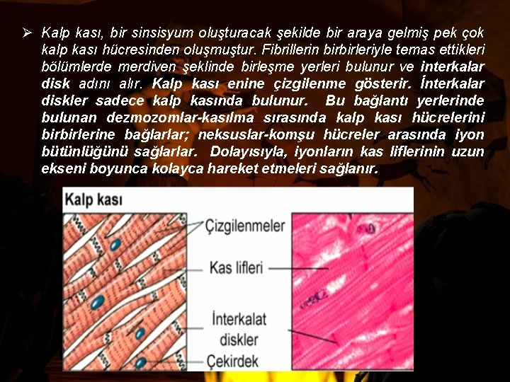 Ø Kalp kası, bir sinsisyum oluşturacak şekilde bir araya gelmiş pek çok kalp kası