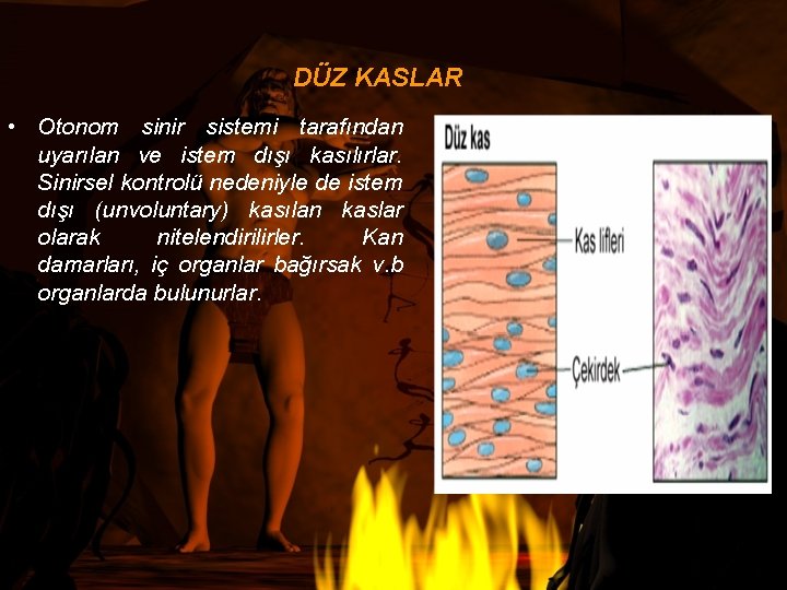 DÜZ KASLAR • Otonom sinir sistemi tarafından uyarılan ve istem dışı kasılırlar. Sinirsel kontrolü