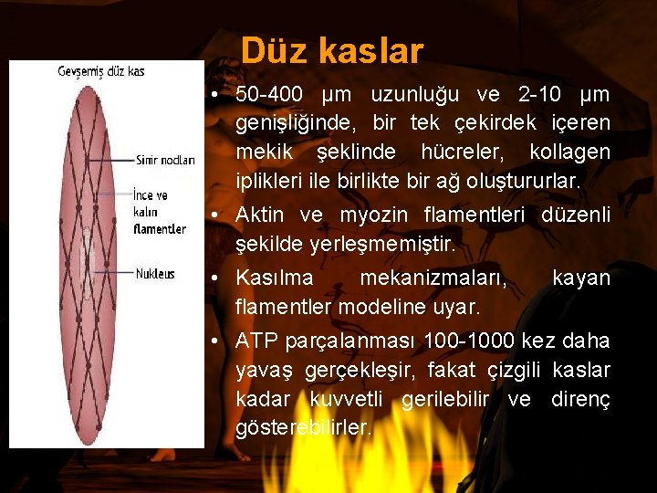 Düz kaslar • 50 -400 μm uzunluğu ve 2 -10 μm genişliğinde, bir tek