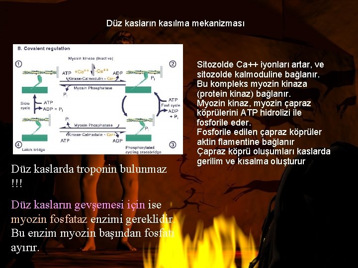 Düz kasların kasılma mekanizması Düz kaslarda troponin bulunmaz !!! Düz kasların gevşemesi için ise