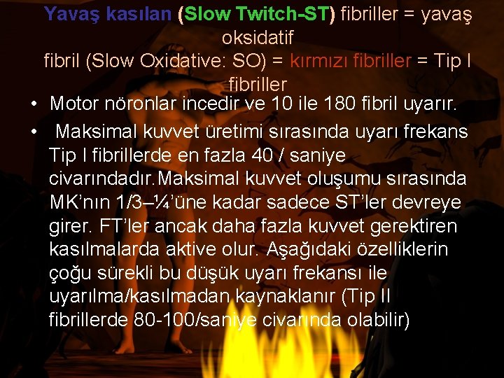 Yavaş kasılan (Slow Twitch-ST) fibriller = yavaş oksidatif fibril (Slow Oxidative: SO) = kırmızı