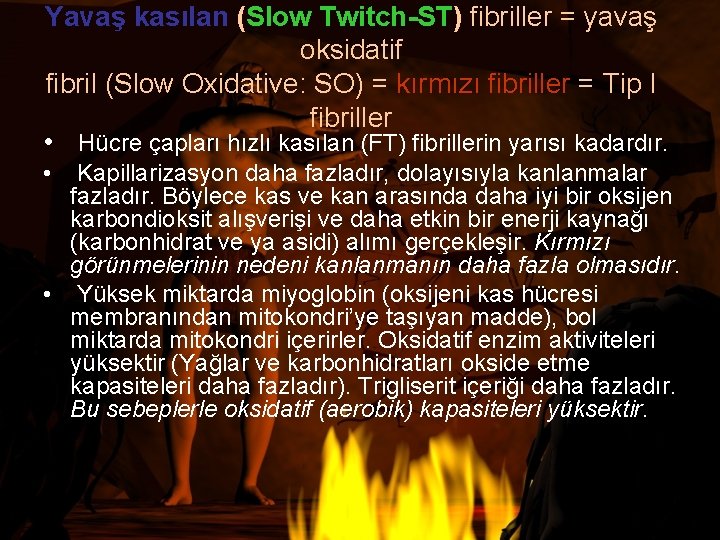 Yavaş kasılan (Slow Twitch-ST) fibriller = yavaş oksidatif fibril (Slow Oxidative: SO) = kırmızı