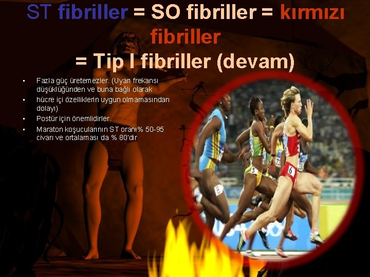 ST fibriller = SO fibriller = kırmızı fibriller = Tip I fibriller (devam) •