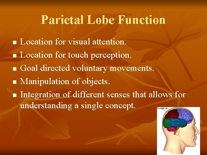 Parietal Lobe Function n n Location for visual attention. Location for touch perception. Goal