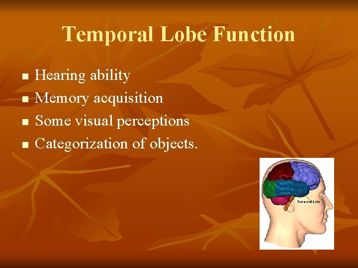Temporal Lobe Function n n Hearing ability Memory acquisition Some visual perceptions Categorization of