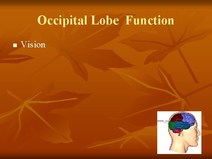 Occipital Lobe Function n Vision 