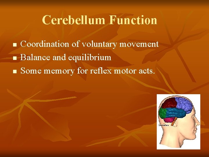Cerebellum Function n Coordination of voluntary movement Balance and equilibrium Some memory for reflex