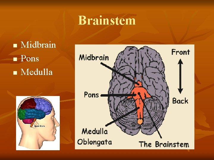 Brainstem n n n Midbrain Pons Medulla 
