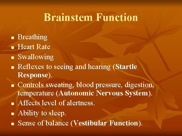 Brainstem Function n n n n Breathing Heart Rate Swallowing Reflexes to seeing and