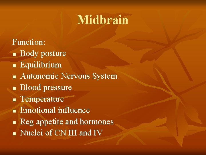 Midbrain Function: n Body posture n Equilibrium n Autonomic Nervous System n Blood pressure