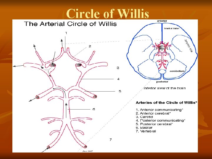 Circle of Willis 