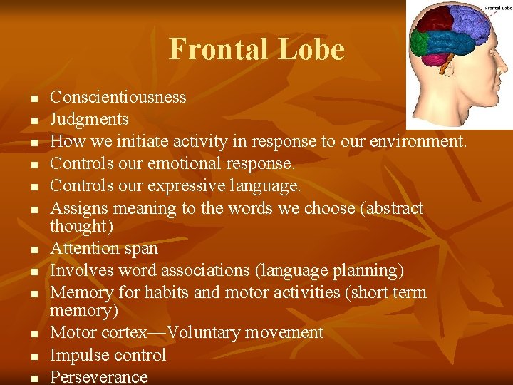 Frontal Lobe n n n Conscientiousness Judgments How we initiate activity in response to