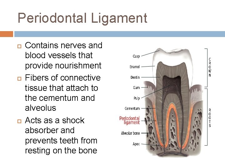 Periodontal Ligament Contains nerves and blood vessels that provide nourishment Fibers of connective tissue