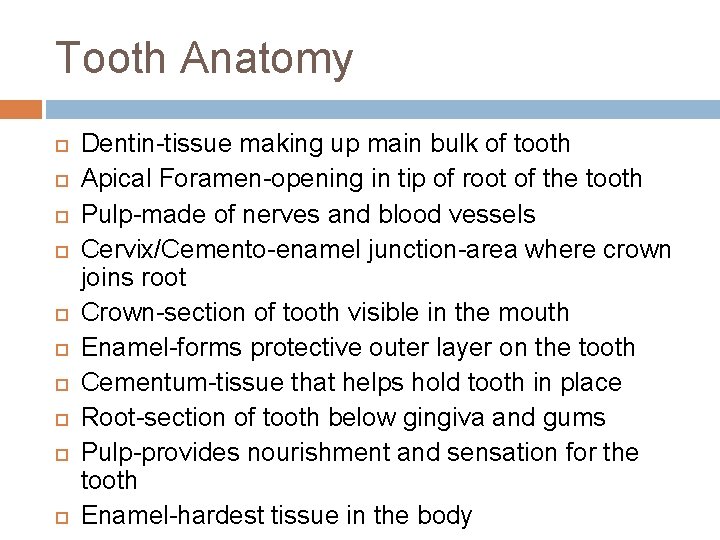 Tooth Anatomy Dentin-tissue making up main bulk of tooth Apical Foramen-opening in tip of