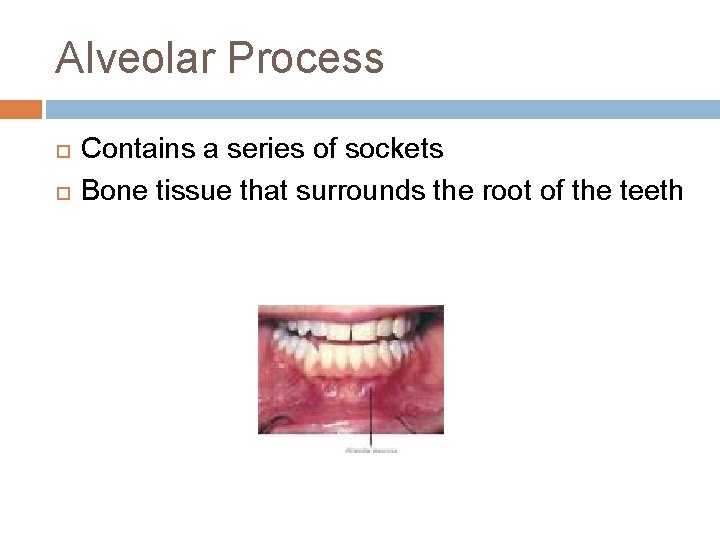 Alveolar Process Contains a series of sockets Bone tissue that surrounds the root of