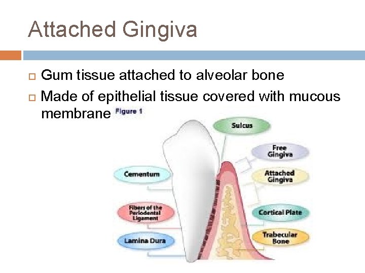Attached Gingiva Gum tissue attached to alveolar bone Made of epithelial tissue covered with