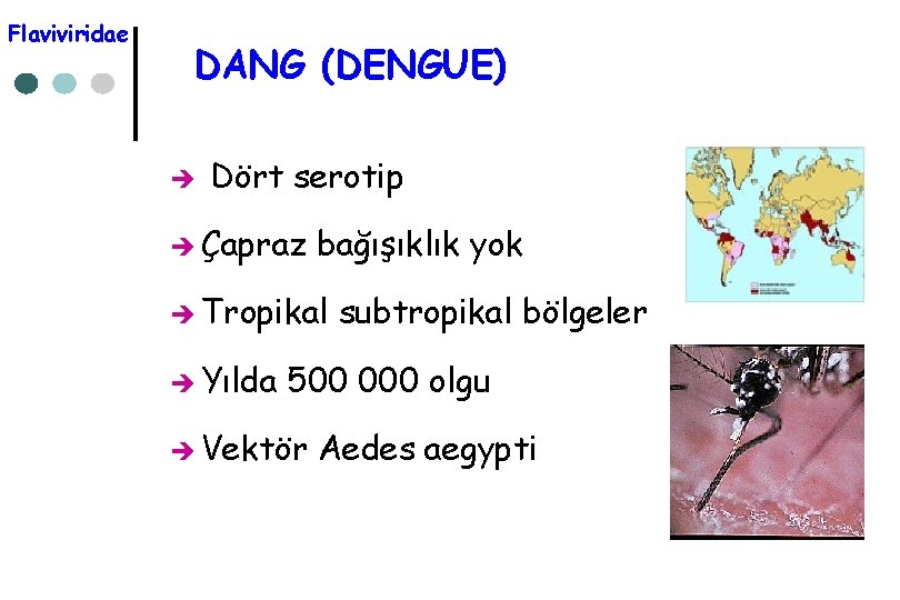 Flaviviridae DANG (DENGUE) è Dört serotip è Çapraz bağışıklık yok è Tropikal è Yılda