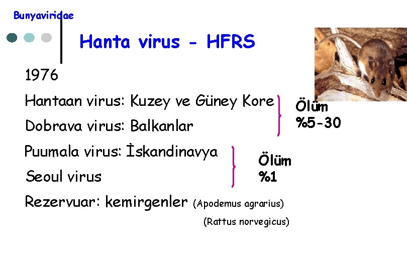 Bunyaviridae Hanta virus - HFRS 1976 Hantaan virus: Kuzey ve Güney Kore Dobrava virus: