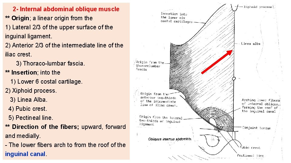 2 - Internal abdominal oblique muscle ** Origin; a linear origin from the 1)