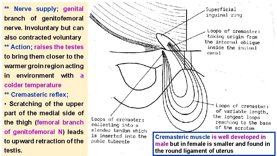 ** Nerve supply; genital branch of genitofemoral nerve. Involuntary but can also contracted voluntary