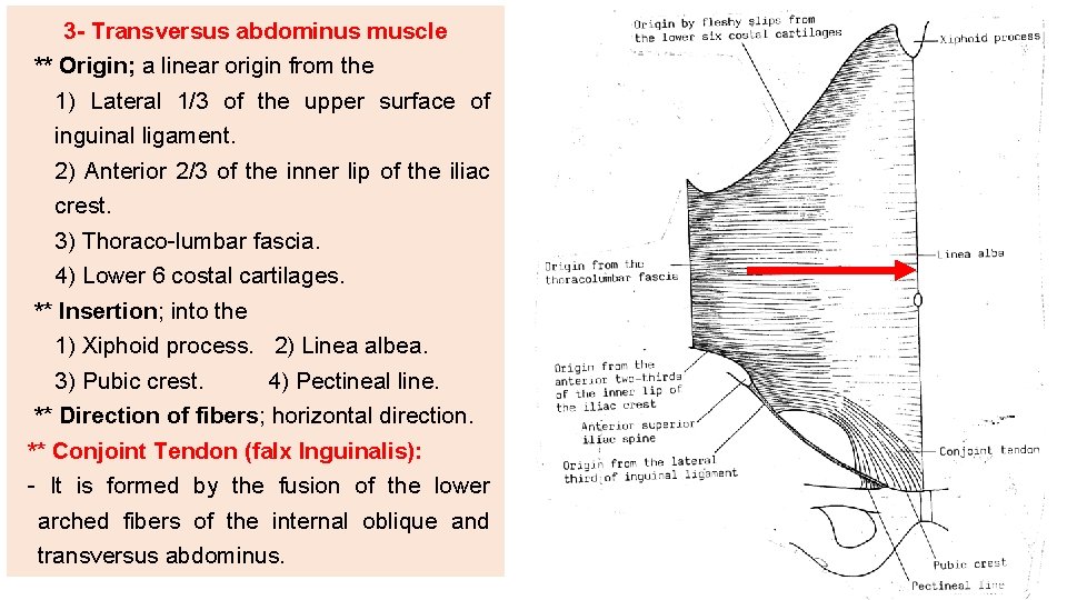 3 - Transversus abdominus muscle ** Origin; a linear origin from the 1) Lateral