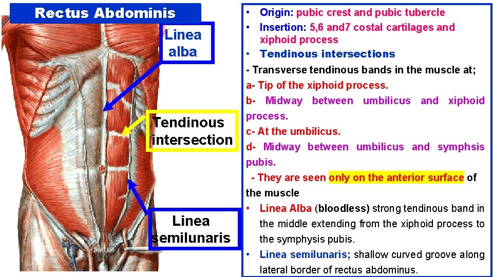 Rectus Abdominis Linea alba Tendinous intersection Linea semilunaris • Origin: pubic crest and pubic