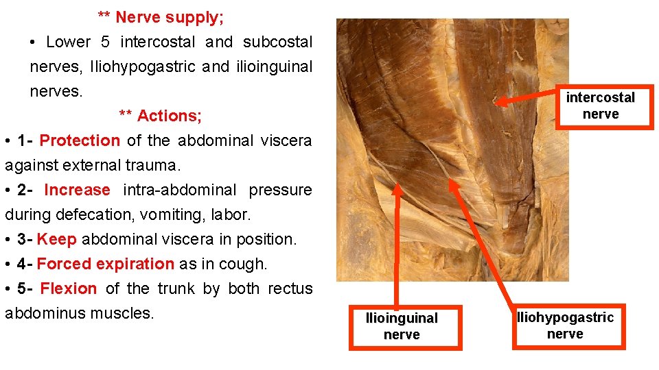 ** Nerve supply; • Lower 5 intercostal and subcostal nerves, Iliohypogastric and ilioinguinal nerves.
