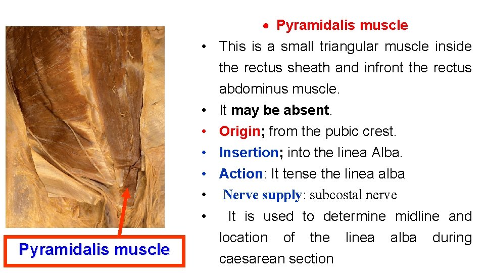  • • Pyramidalis muscle This is a small triangular muscle inside the rectus