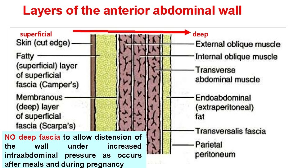 Layers of the anterior abdominal wall superficial NO deep fascia to allow distension of