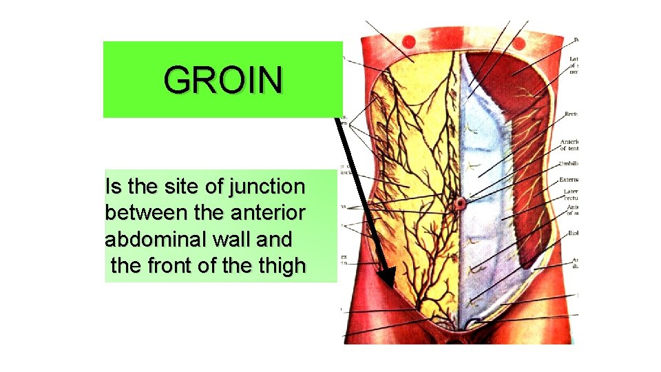 GROIN Is the site of junction between the anterior abdominal wall and the front