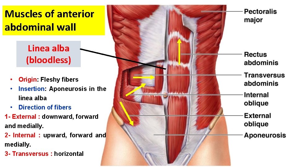 Muscles of anterior abdominal wall Linea alba (bloodless) • Origin: Fleshy fibers • Insertion: