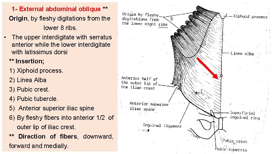 1 - External abdominal oblique ** Origin, by fleshy digitations from the lower 8