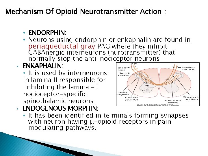 Mechanism Of Opioid Neurotransmitter Action : • • • ENDORPHIN: • Neurons using endorphin