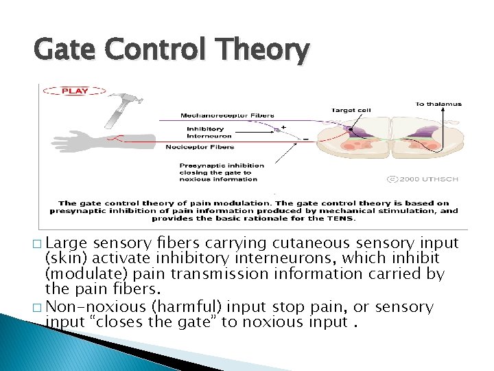 Gate Control Theory � Large sensory fibers carrying cutaneous sensory input (skin) activate inhibitory