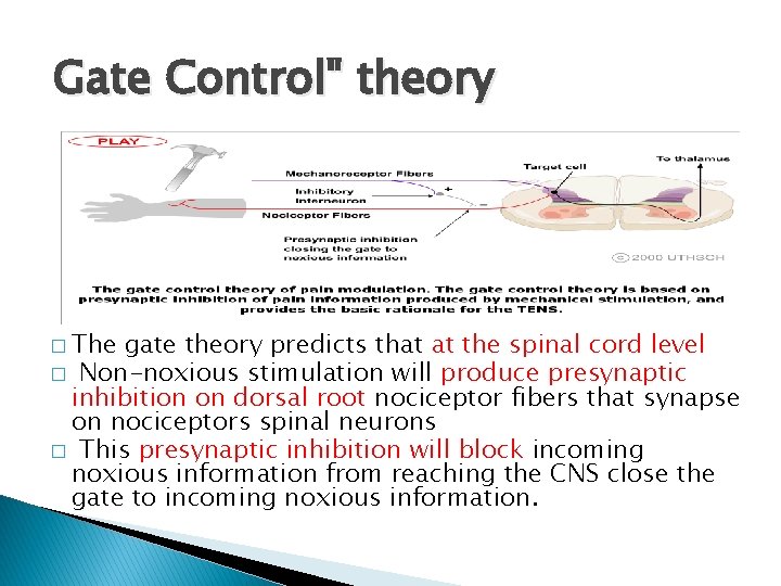 Gate Control" theory � The gate theory predicts that at the spinal cord level