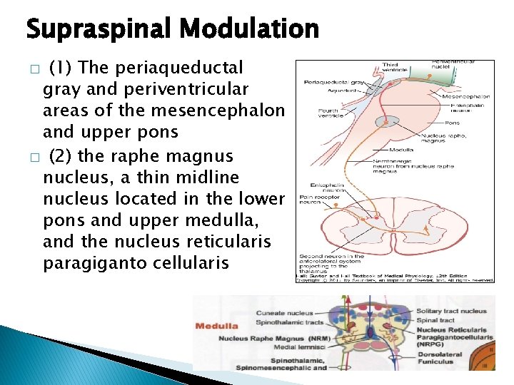 Supraspinal Modulation (1) The periaqueductal gray and periventricular areas of the mesencephalon and upper