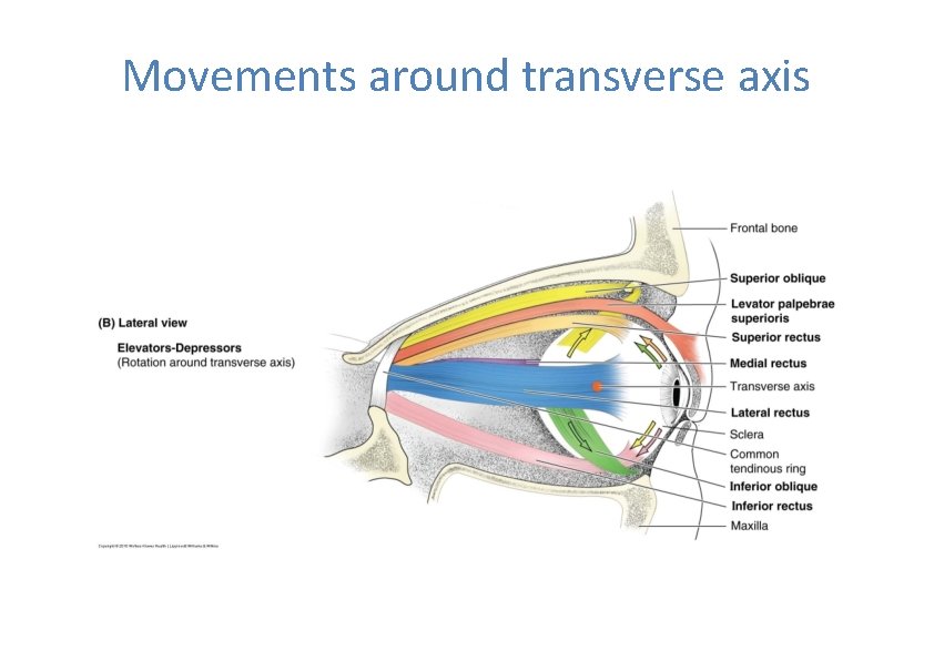 Movements around transverse axis 