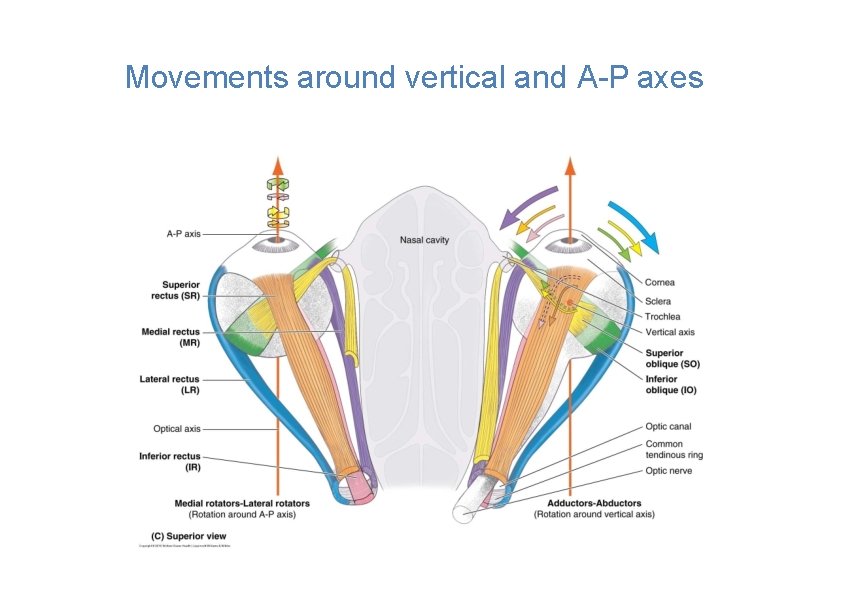 Movements around vertical and A-P axes 