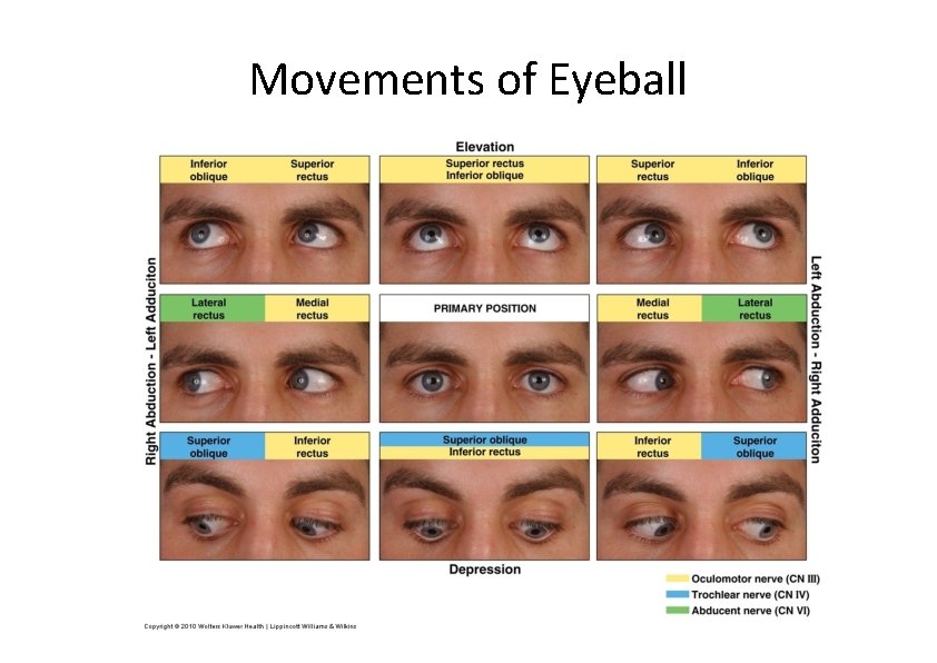 Movements of Eyeball 