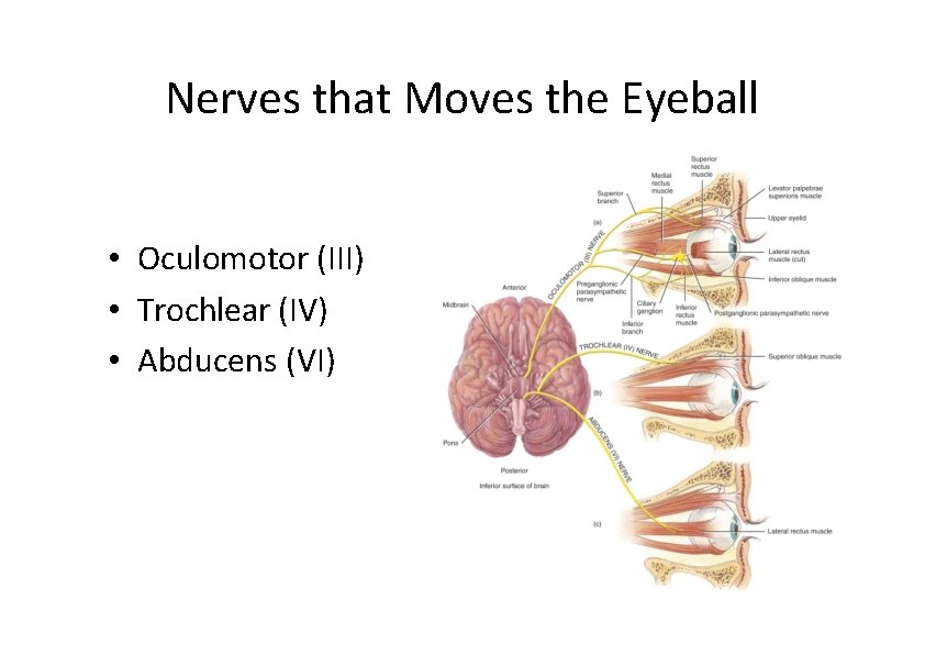 Nerves that Moves the Eyeball • Oculomotor (III) • Trochlear (IV) • Abducens (VI)