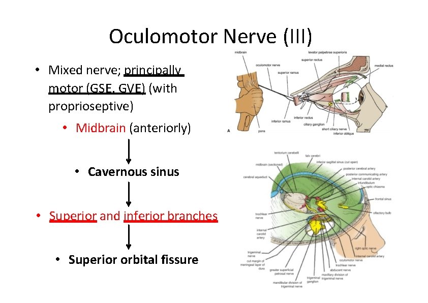 Oculomotor Nerve (III) • Mixed nerve; principally motor (GSE, GVE) (with proprioseptive) • Midbrain