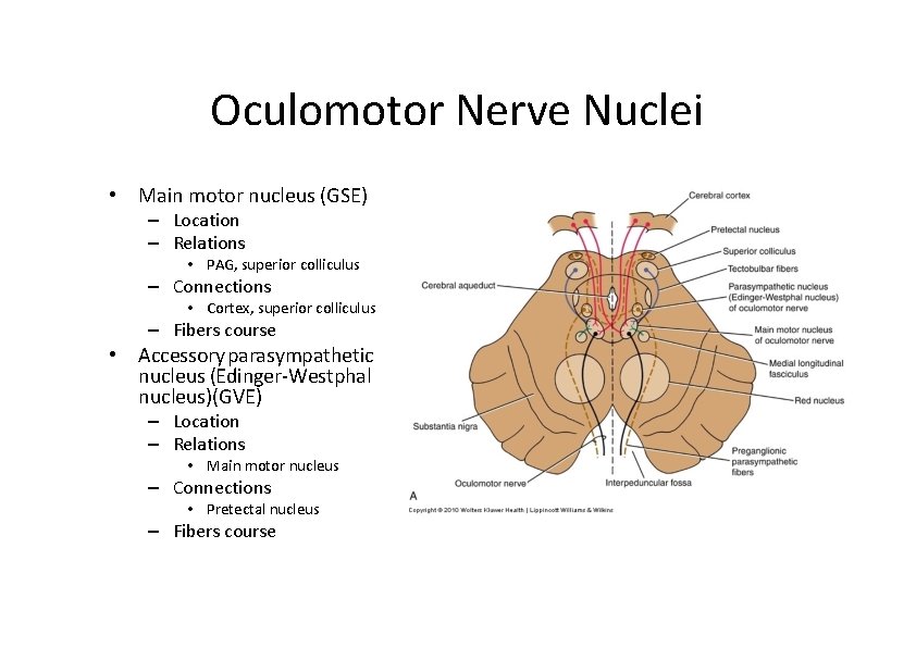 Oculomotor Nerve Nuclei • Main motor nucleus (GSE) – Location – Relations • PAG,