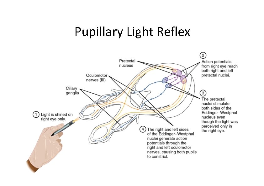 Pupillary Light Reflex 