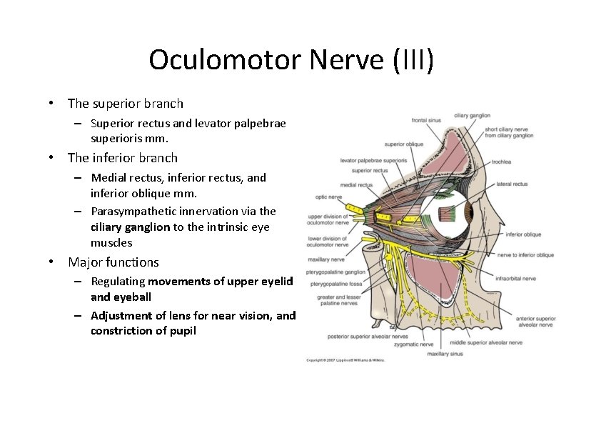 Oculomotor Nerve (III) • The superior branch – Superior rectus and levator palpebrae superioris
