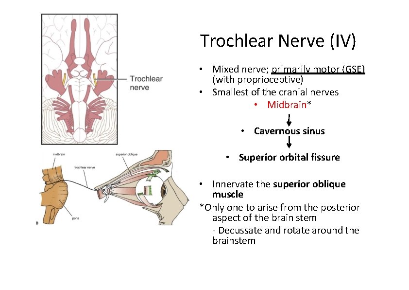Trochlear Nerve (IV) • Mixed nerve; primarily motor (GSE) (with proprioceptive) • Smallest of