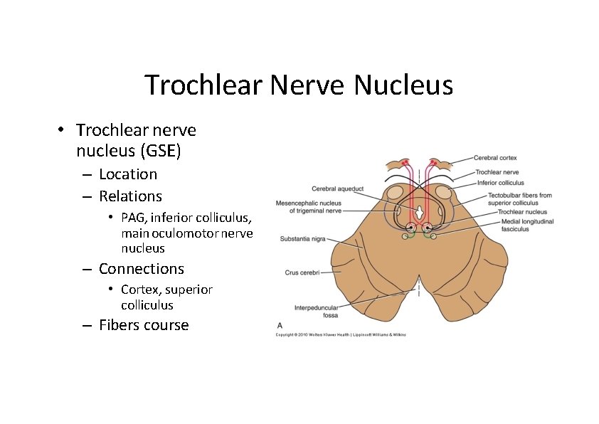 Trochlear Nerve Nucleus • Trochlear nerve nucleus (GSE) – Location – Relations • PAG,