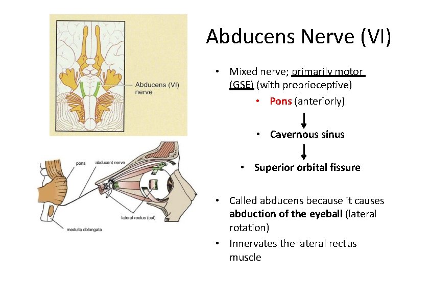 Abducens Nerve (VI) • Mixed nerve; primarily motor (GSE) (with proprioceptive) • Pons (anteriorly)