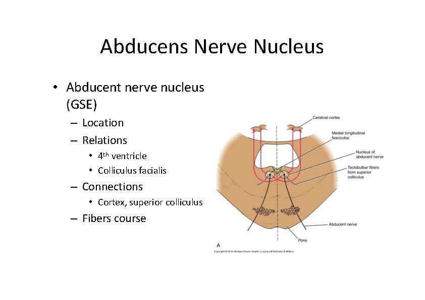 Abducens Nerve Nucleus • Abducent nerve nucleus (GSE) – Location – Relations • 4